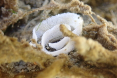 Polycera hedgpethi