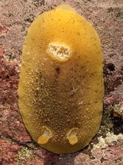 Geitodoris heathi
