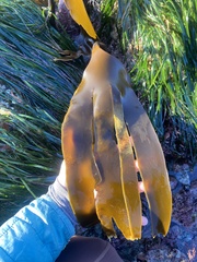 Laminaria setchellii