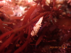 Aegires albopunctatus