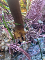 Laminaria setchellii