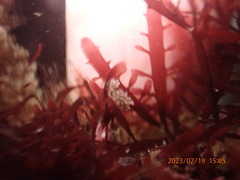 Aegires albopunctatus