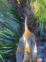 Laminaria setchellii