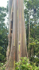 Eucalyptus deglupta