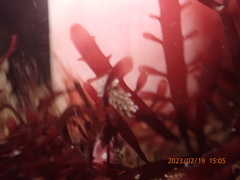 Aegires albopunctatus