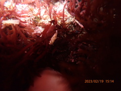 Aegires albopunctatus