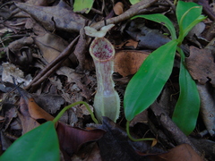 Nepenthes tobaica