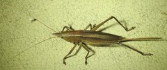 Polichne