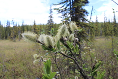 Salix commutata