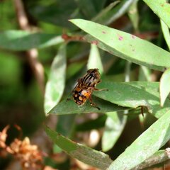 Eristalinus punctulatus