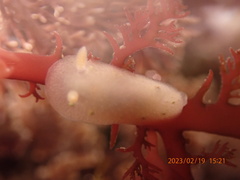 Cadlina