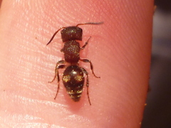 Pseudomethoca frigida