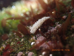 Aegires albopunctatus