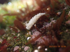 Aegires albopunctatus