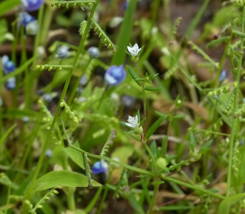 Oldenlandia stocksii, 2013-09-11