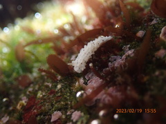 Aegires albopunctatus