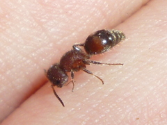 Pseudomethoca frigida