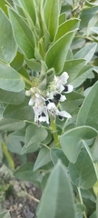Vicia faba