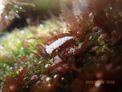 Aegires albopunctatus