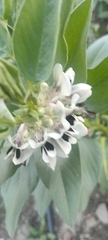 Vicia faba