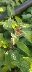 Parietaria judaica