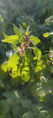 Parietaria judaica