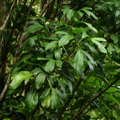 Pseudopanax lessonii