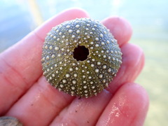 Strongylocentrotus purpuratus