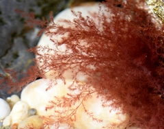 Rhodomelaceae