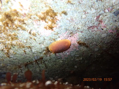 Doriopsilla