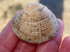 Chione undatella
