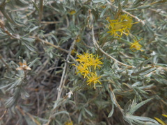 Tetradymia canescens