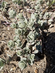 Atriplex leucophylla