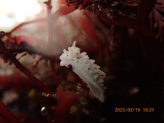 Aegires albopunctatus