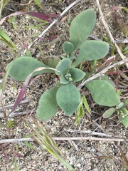 Cistanthe maritima
