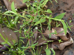 Oldenlandia stocksii