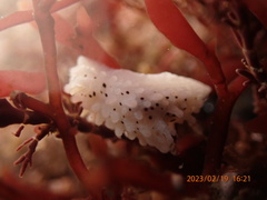 Aegires albopunctatus