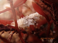 Aegires albopunctatus