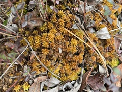 Sphagnum perichaetiale