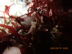 Aegires albopunctatus