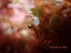 Aegires albopunctatus