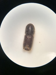 Ips grandicollis