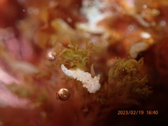 Aegires albopunctatus