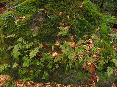 Selaginella involvens