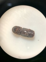 Ips grandicollis