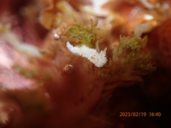 Aegires albopunctatus