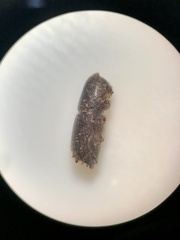Ips grandicollis