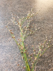 Juncus microcephalus