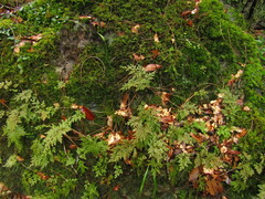 Selaginella involvens