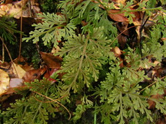 Selaginella involvens